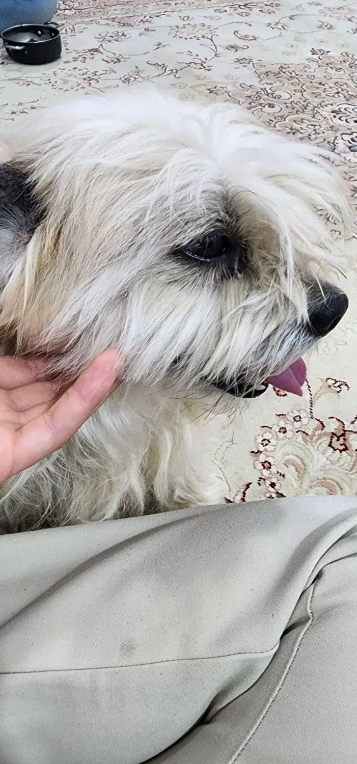 واگذاری سگ شیتزو تریر|سگ|اردبیل, |دیوار