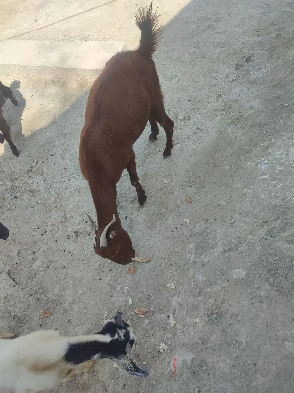 بز فروش|حیوانات مزرعه|نیک شهر, |دیوار