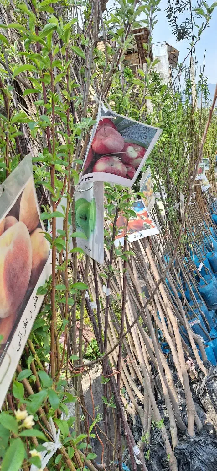 فروش نهال|گل و گیاه طبیعی|توتکابن, |دیوار