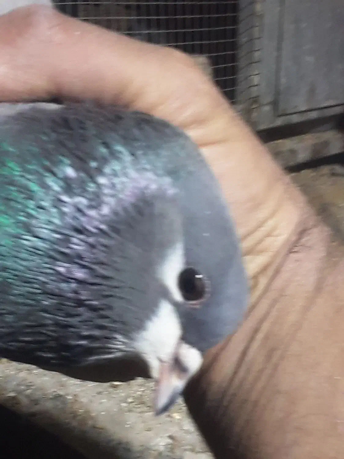 کبوتر بدرنگ|پرنده|مهاباد (اصفهان), |دیوار