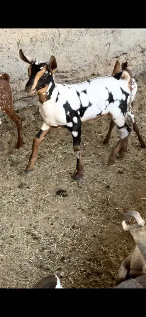 بز .اس .ایرانی .پابند نژاد عالی|حیوانات مزرعه|مرودشت, مجد آباد|دیوار