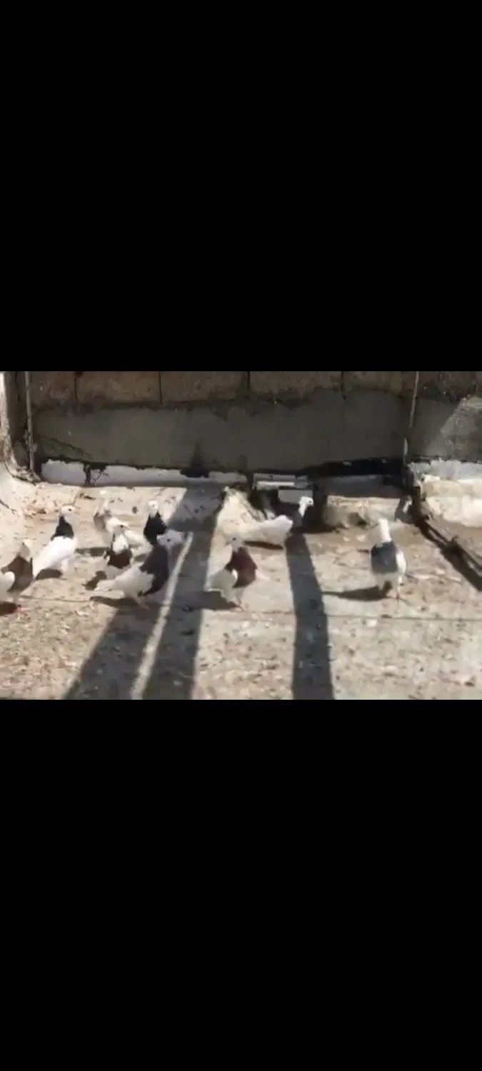 کلفه|پرنده|اردبیل, |دیوار