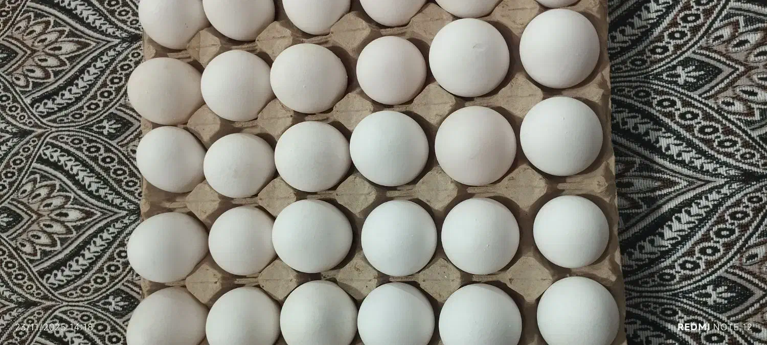 تخم مرغ تازه|خوردنی و آشامیدنی|پاکدشت, حصار امیر|دیوار
