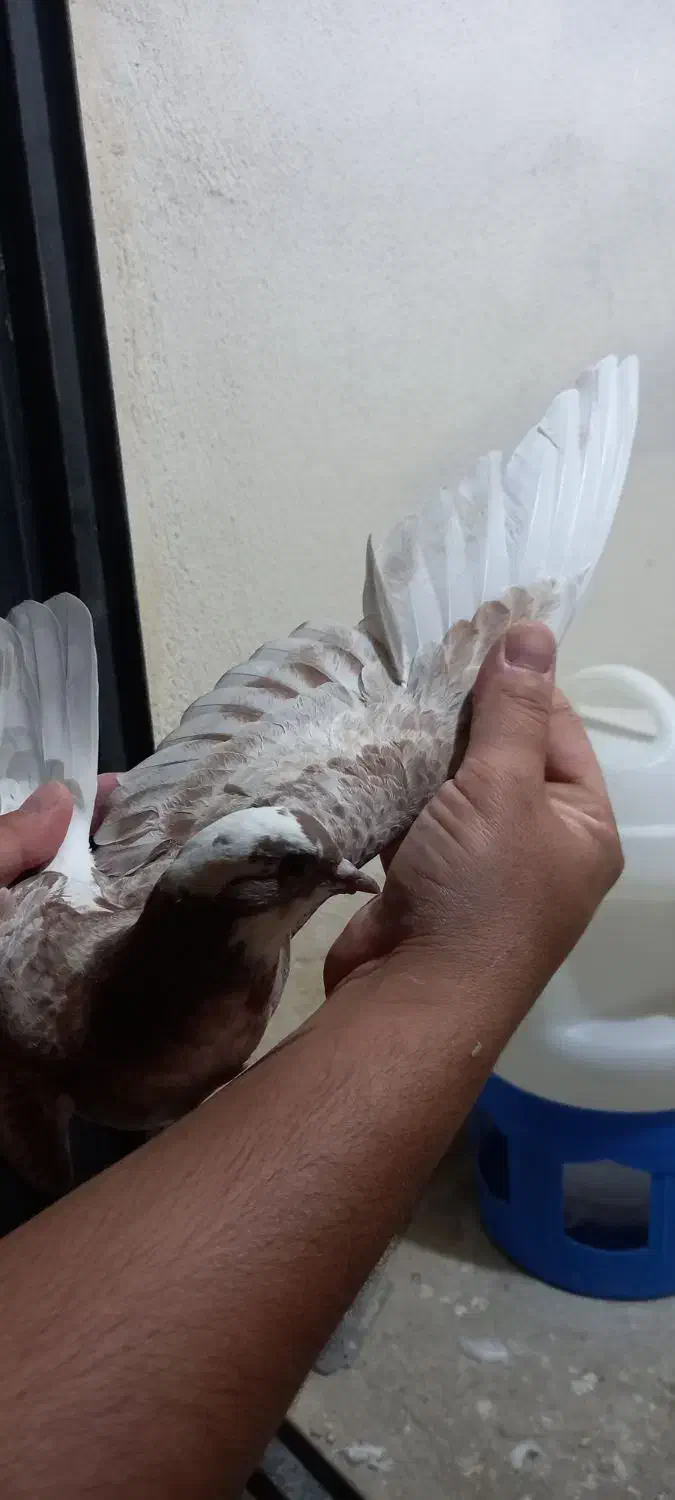 کبوتر|پرنده|محمدشهر, ولدآباد|دیوار