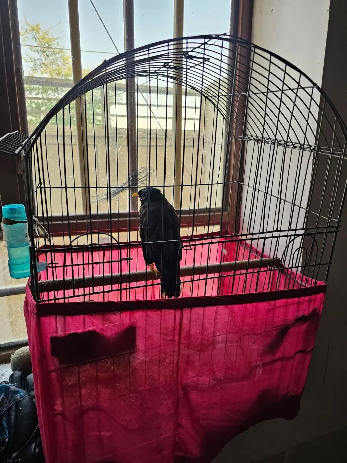 فروش پرنده سخنگو مرغ مینا|پرنده|اوز, |دیوار