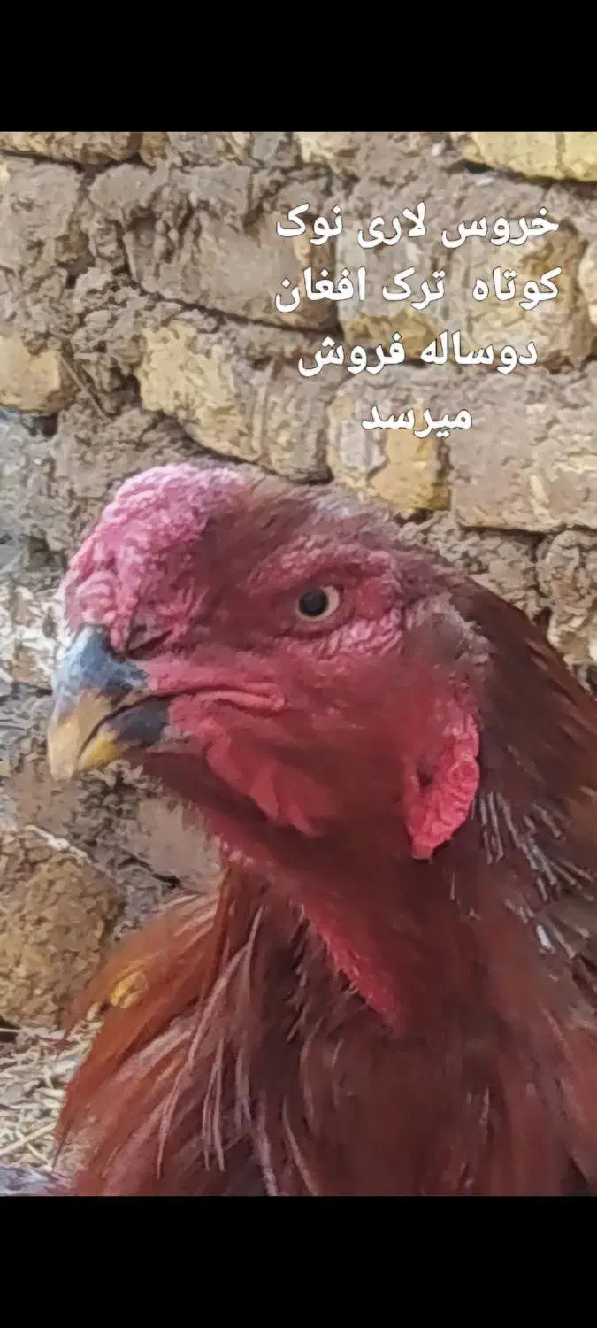 خروس و جوجه لاری|حیوانات مزرعه|زنجانرود, |دیوار