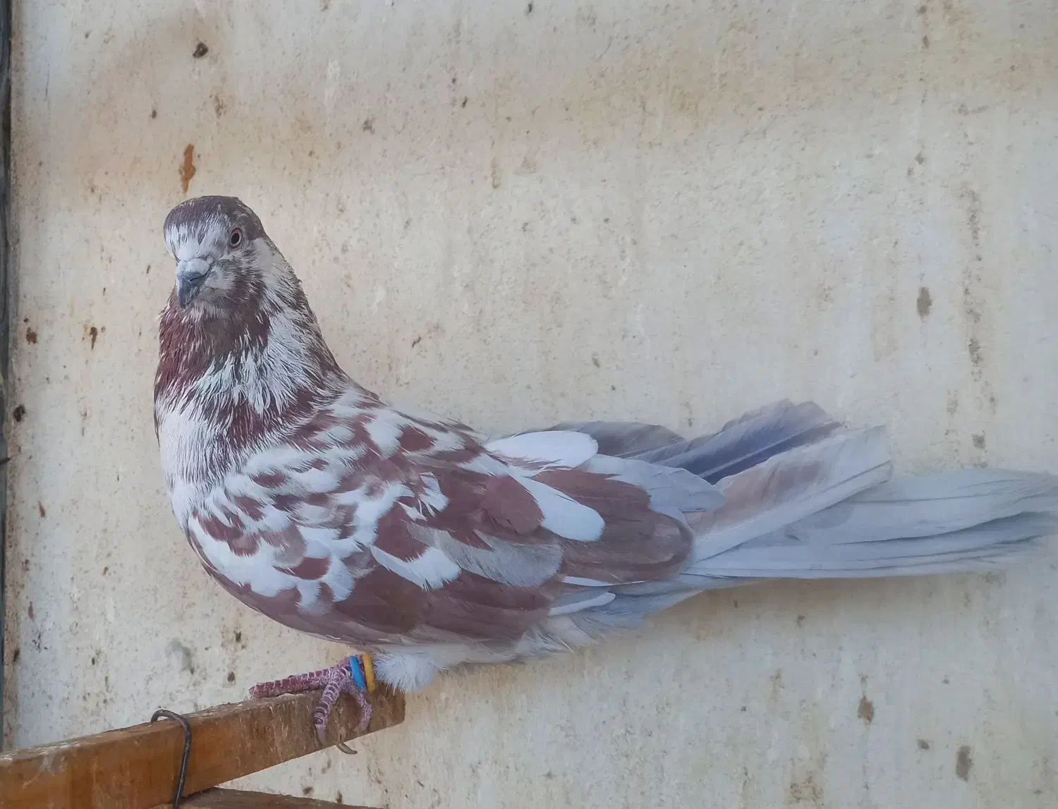 کبوتر پرشی|پرنده|اصفهان, باغ فدک|دیوار