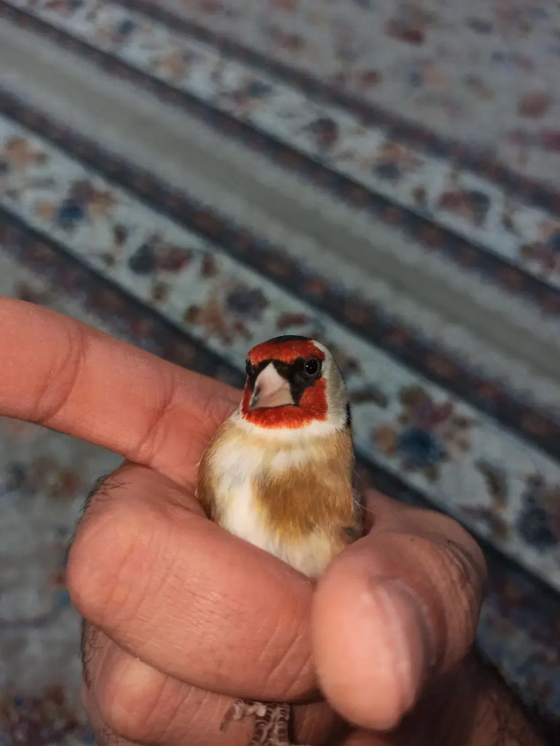 سهره|پرنده|مریوان, |دیوار