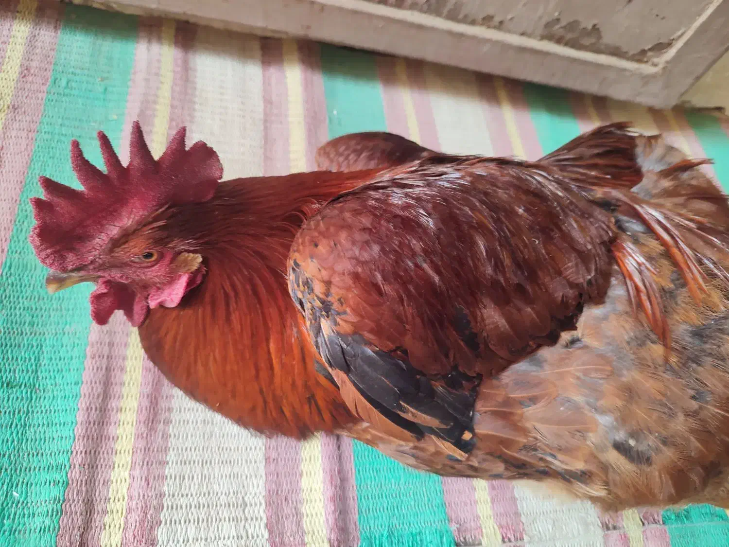 خروس|حیوانات مزرعه|مشهد, كنويست|دیوار