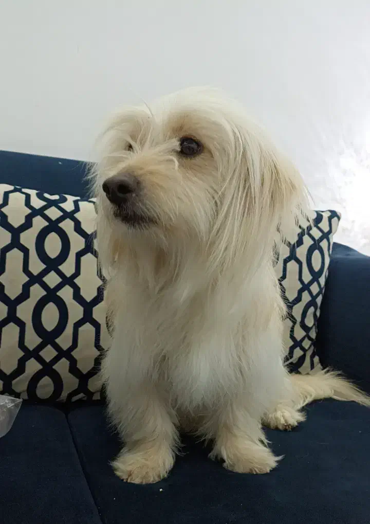 گمشده|حیوانات|شهریار, فرارت|دیوار