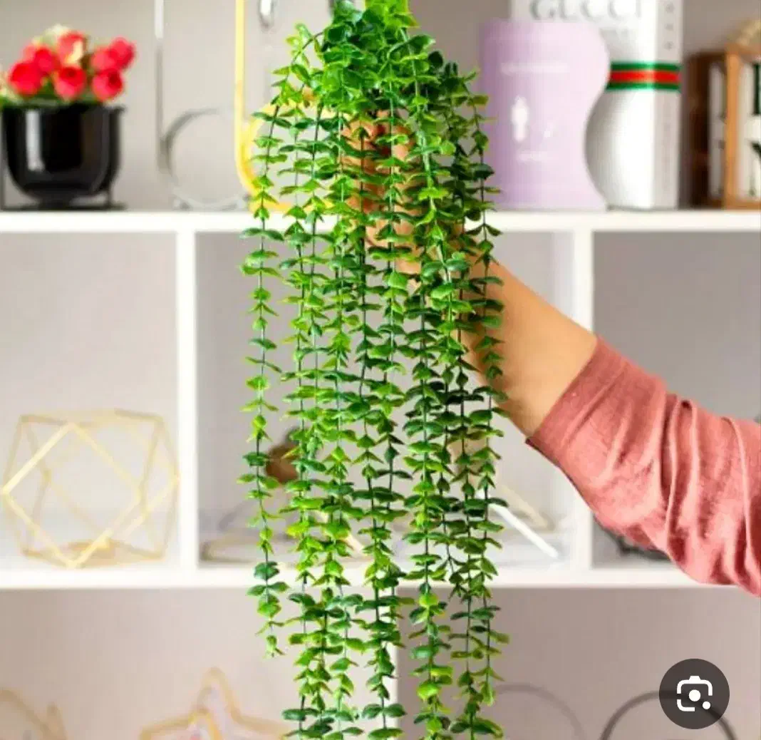 شمشاد|گل مصنوعی|شهریار, شهریار|دیوار