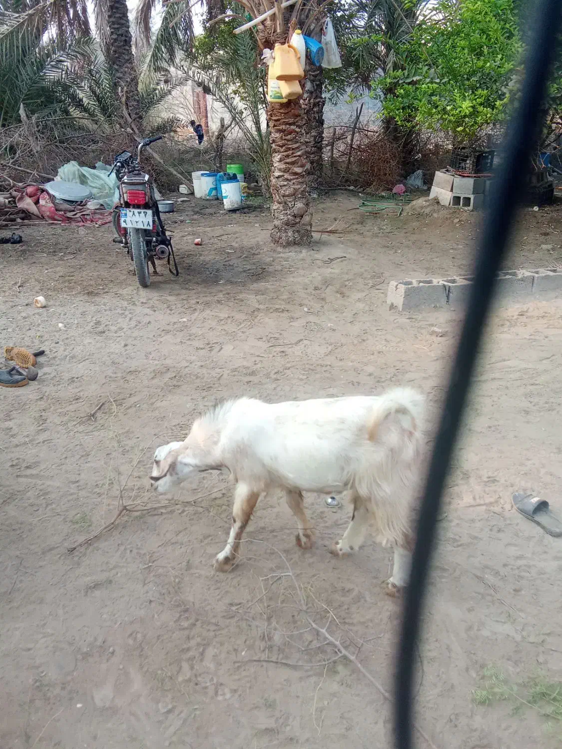 برای فروش نقدی|حیوانات مزرعه|بمانی, |دیوار