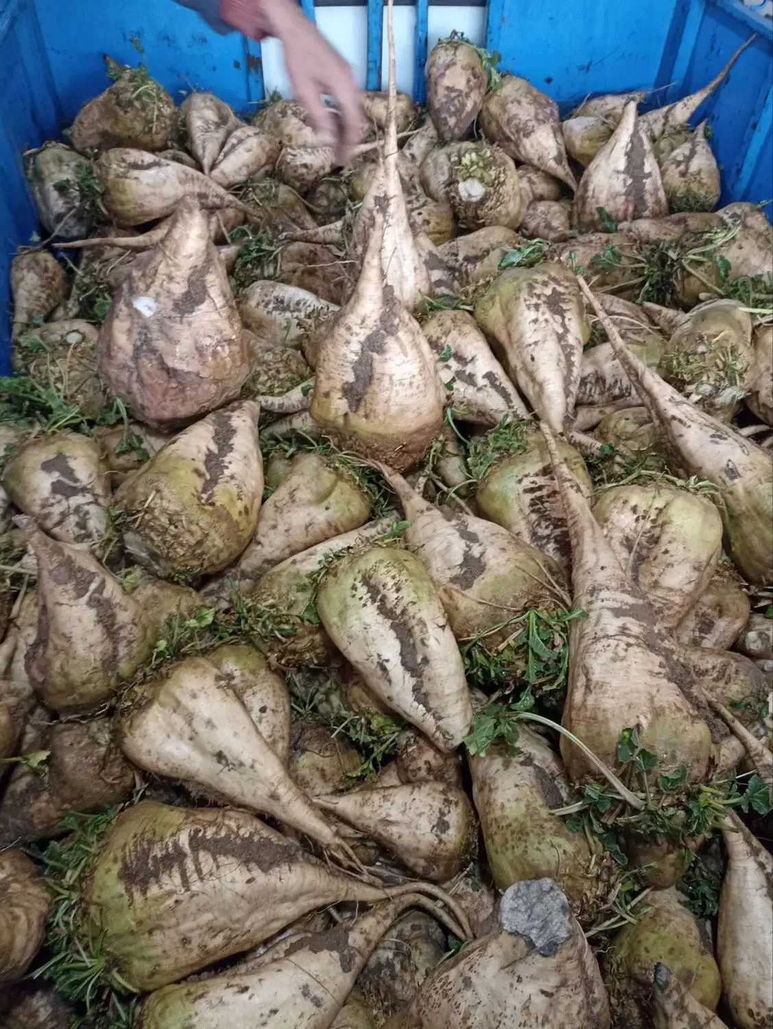 چغندر باکیفیت|خوردنی و آشامیدنی|هشترود, |دیوار