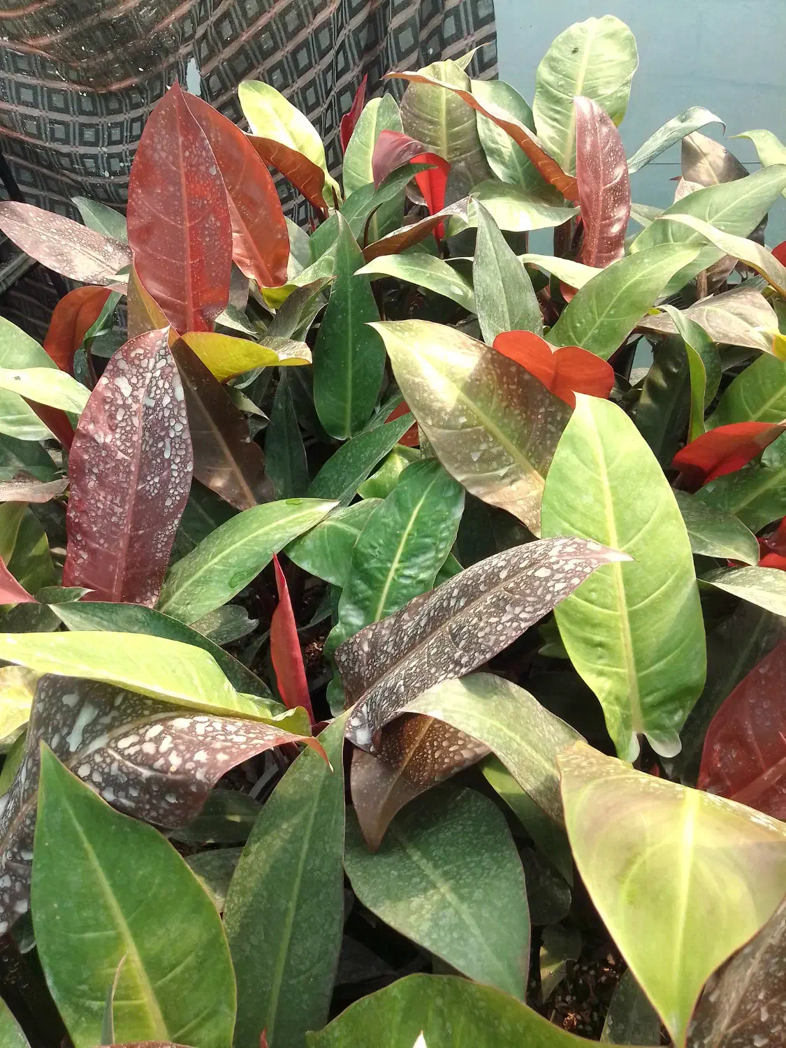 گل طبیعی فیلو ردسان، سطل ۴|گل و گیاه طبیعی|بابل, |دیوار