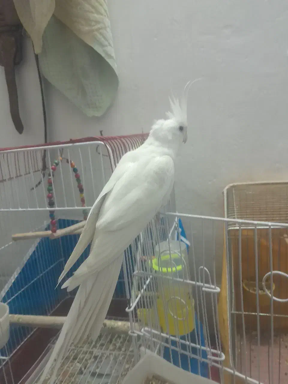 عروس هلندی البینو  مولد|پرنده|خمینی‌شهر, |دیوار