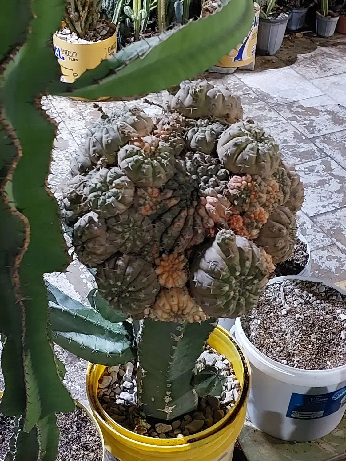 گلهای کاکتوس به قیمت عالی ومناسب حراج زده شد|گل و گیاه طبیعی|کازرون, |دیوار