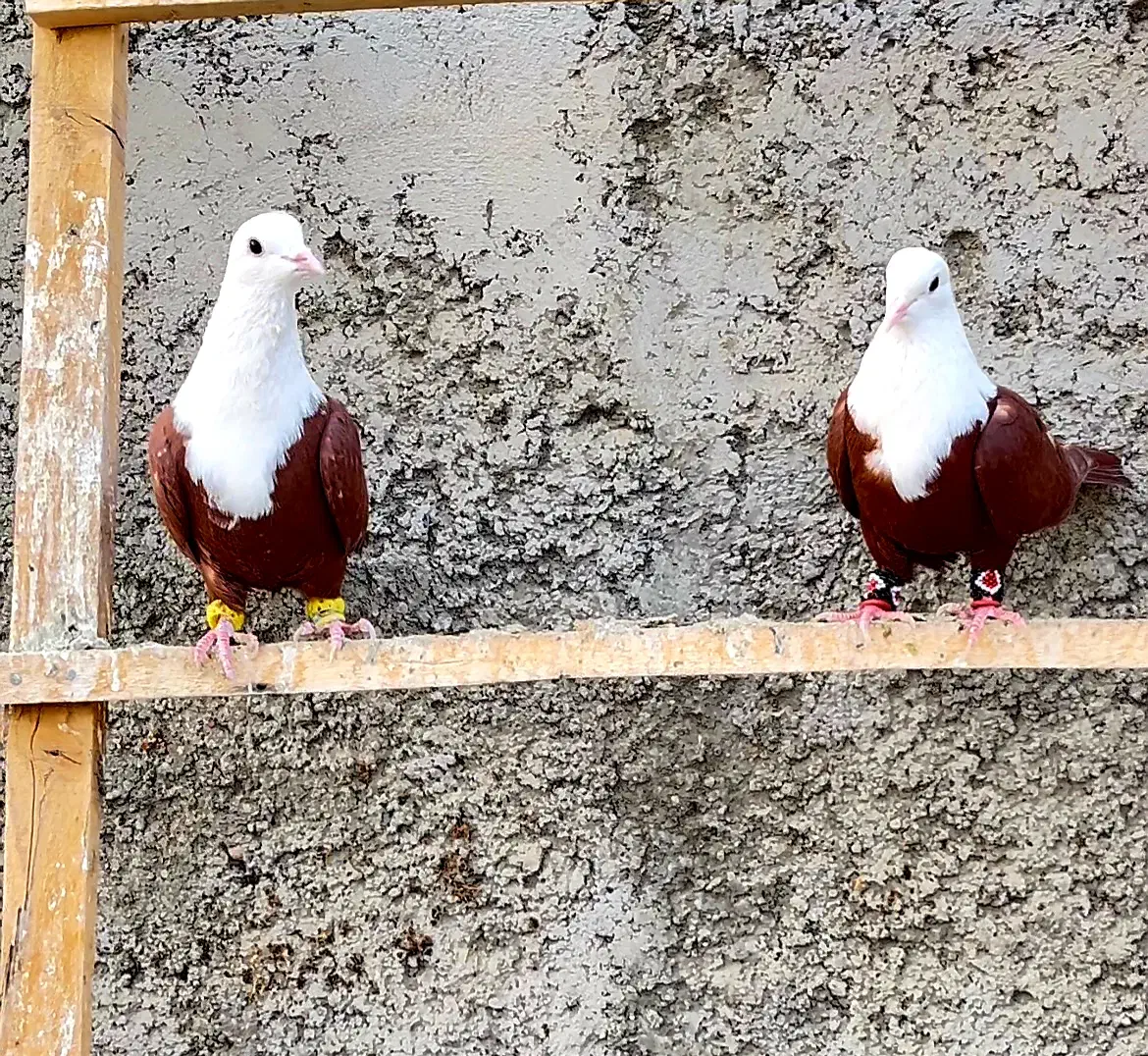 کله سفید مخمل کربلایی کلاغ کربلایی طوقی دمسفید|پرنده|فلاورجان, |دیوار