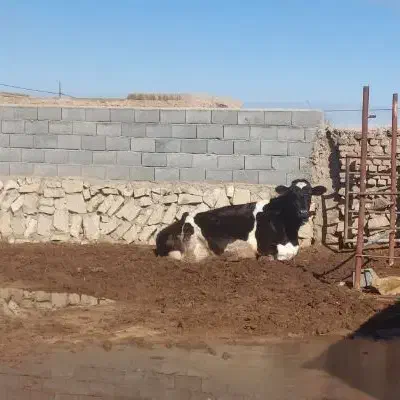 فروش گاو|حیوانات مزرعه|عطاملک, |دیوار