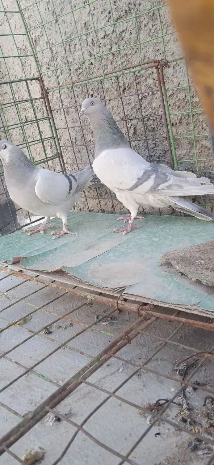 کفتر|پرنده|اصفهان, فردوان|دیوار