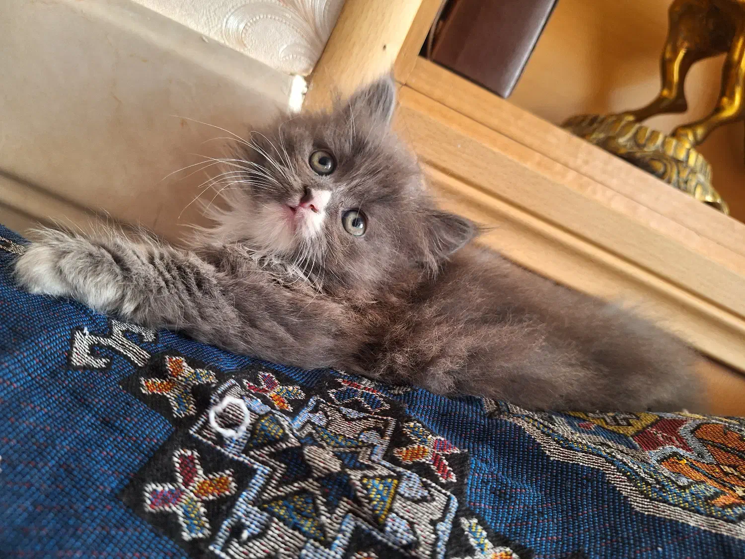 گربه پرشین نر|گربه|زنجان, |دیوار