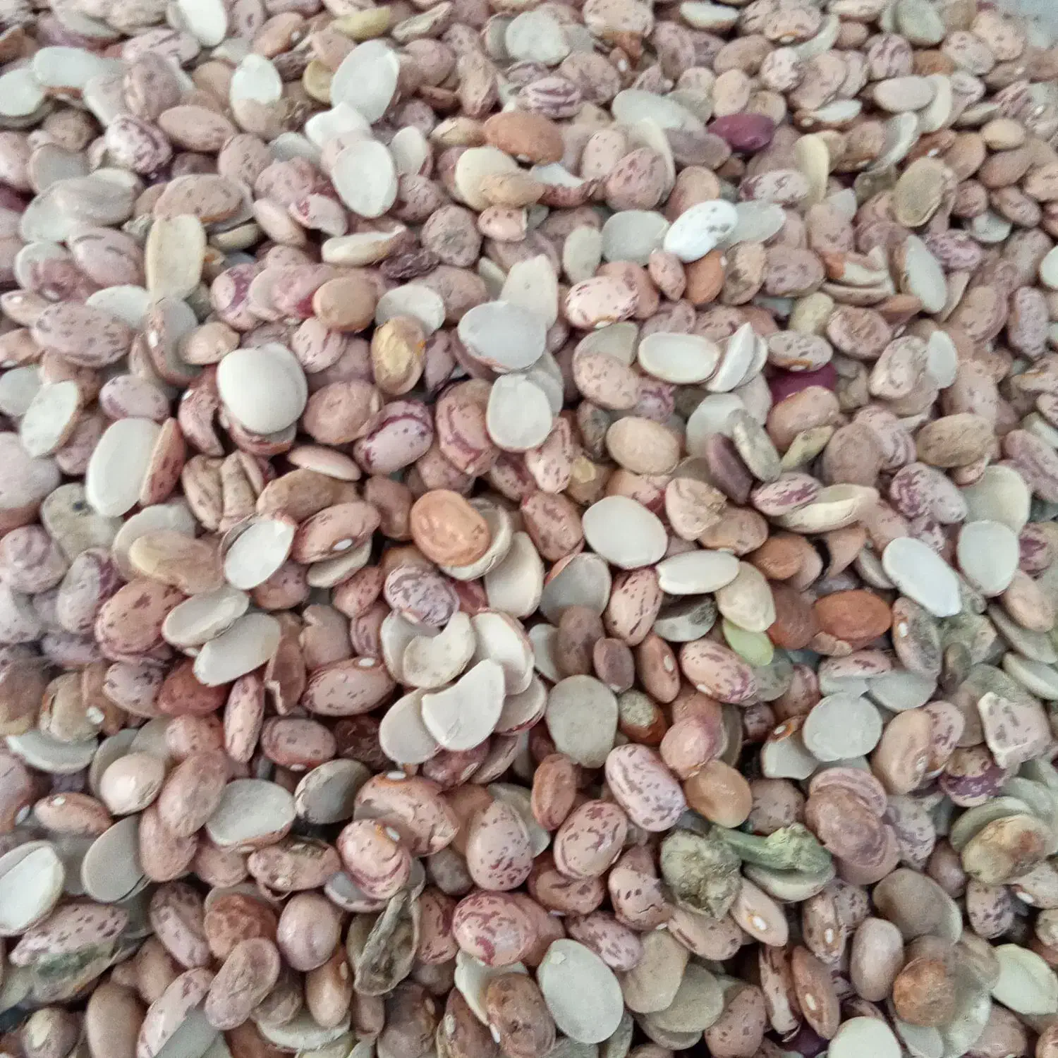 لوبیا چیتی ایرانی|خوردنی و آشامیدنی|قم, حاج زینل|دیوار