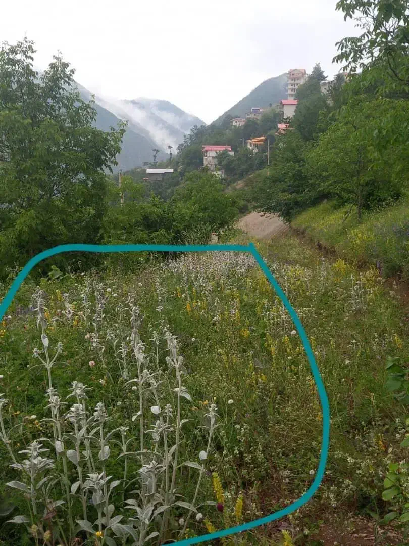 زمین|فروش زمین و ملک کلنگی|دالخانی, |دیوار