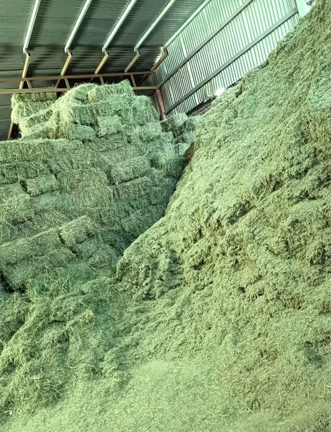 یونجه|عمدهفروشی|مشهد, مهدی آباد|دیوار