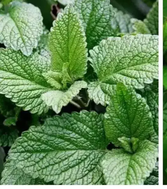 عرق نعنا خانگی|خوردنی و آشامیدنی|نجف‌آباد, فرخی|دیوار