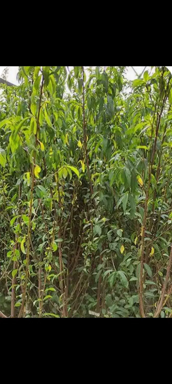 نهال بادام.دوساله.درجه یک|گل و گیاه طبیعی|گلپایگان, |دیوار