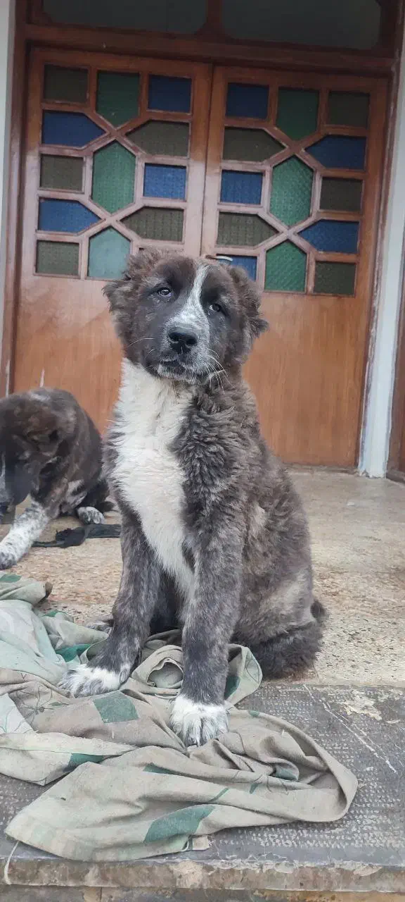 سگ قدرجونی توله|سگ|رشت, چمارسرا|دیوار