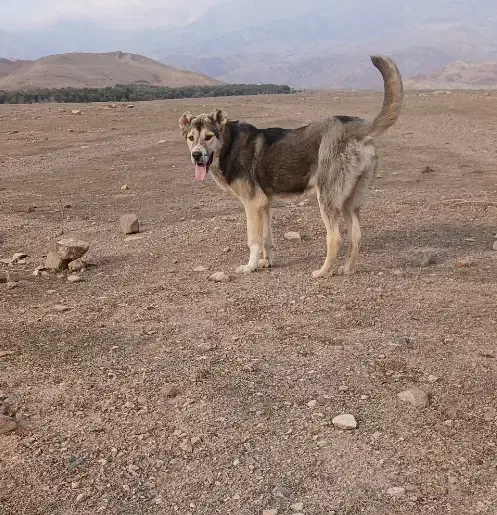 سگ عراقی|سگ|چورزق, |دیوار