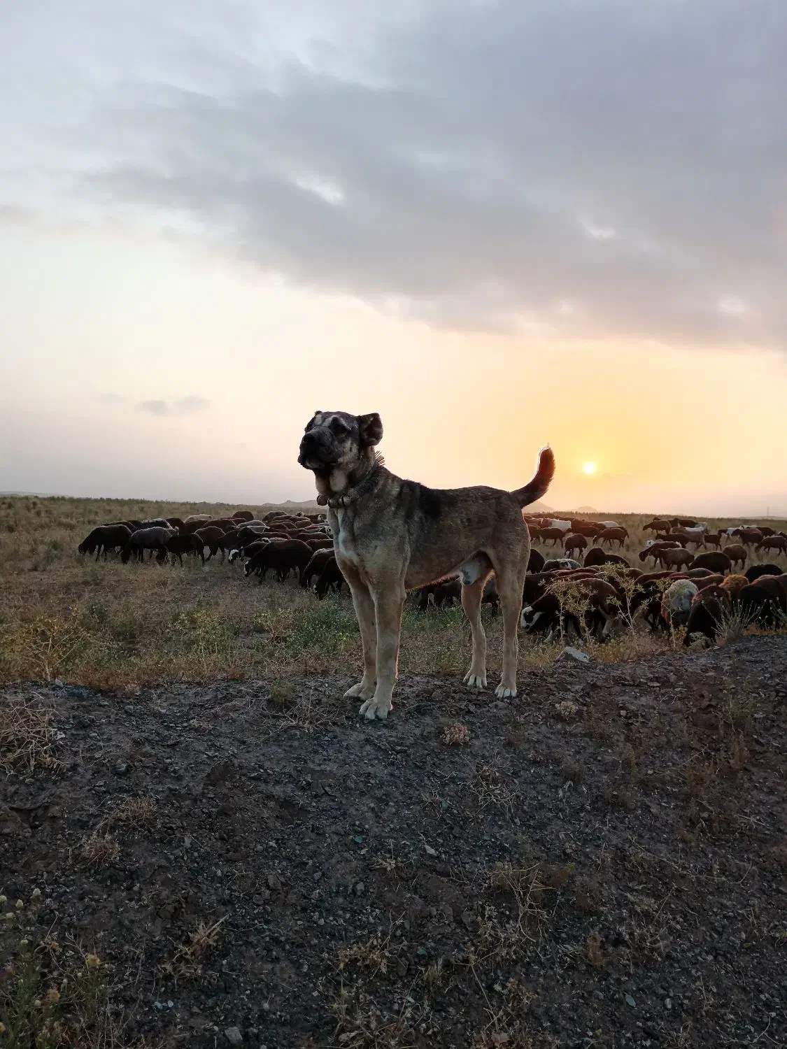 تربت حیدریه روستای نسر قلعه نو|سگ|جلگه رخ, |دیوار