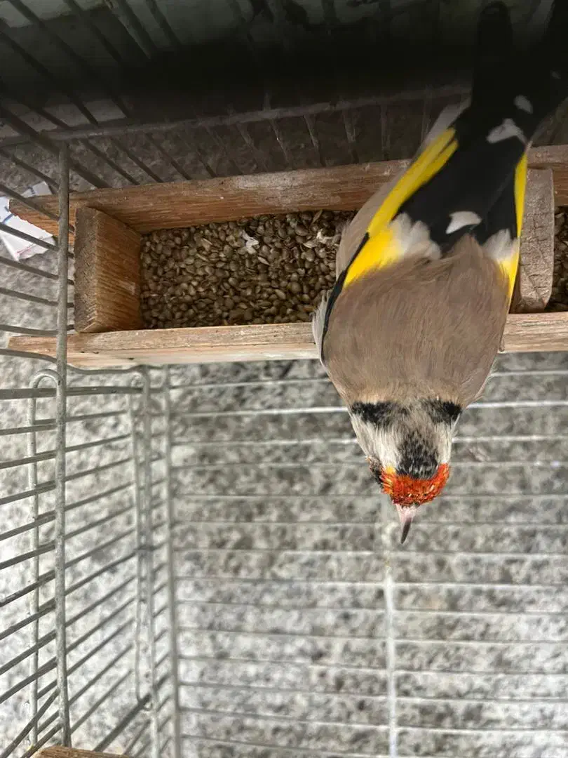 سهره|پرنده|شیراز, انجیر|دیوار