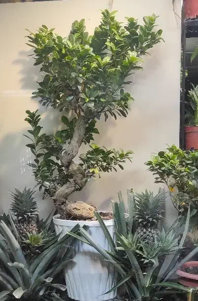 بنسای ، بونسای خاص|گل و گیاه طبیعی|فولادشهر, فولادشهر|دیوار