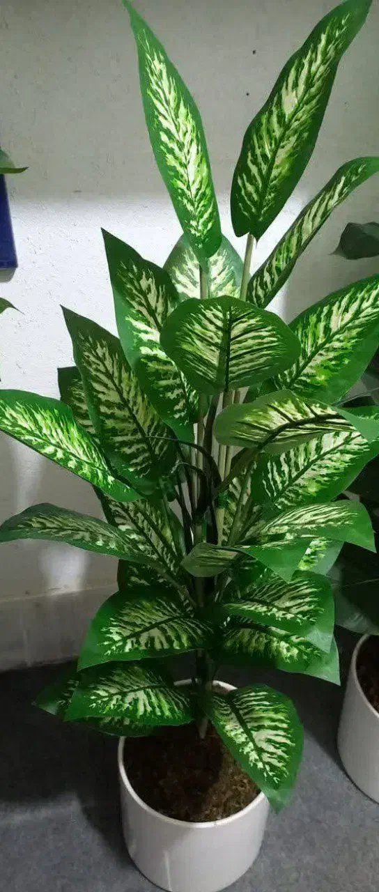 درختچه خارجی|گل مصنوعی|مشهد, حجت|دیوار