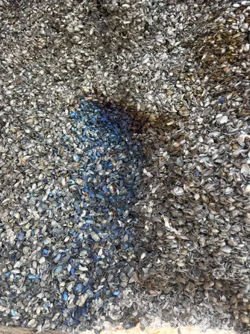 کربن پوست پسته|عمده‌فروشی|شیراز, گویم|دیوار