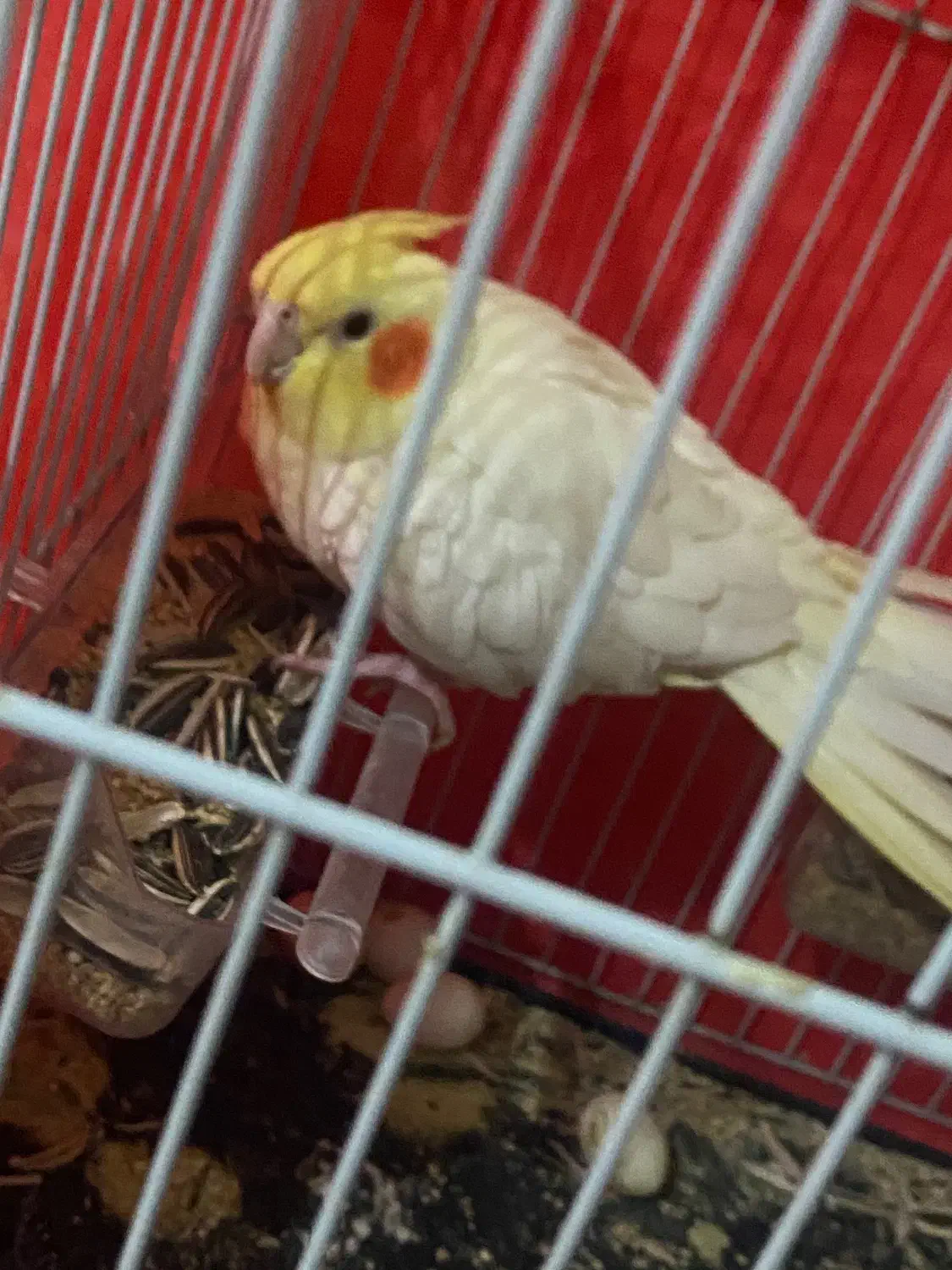 عروس هلندی لوتینو|پرنده|مشهد, تلگرد|دیوار