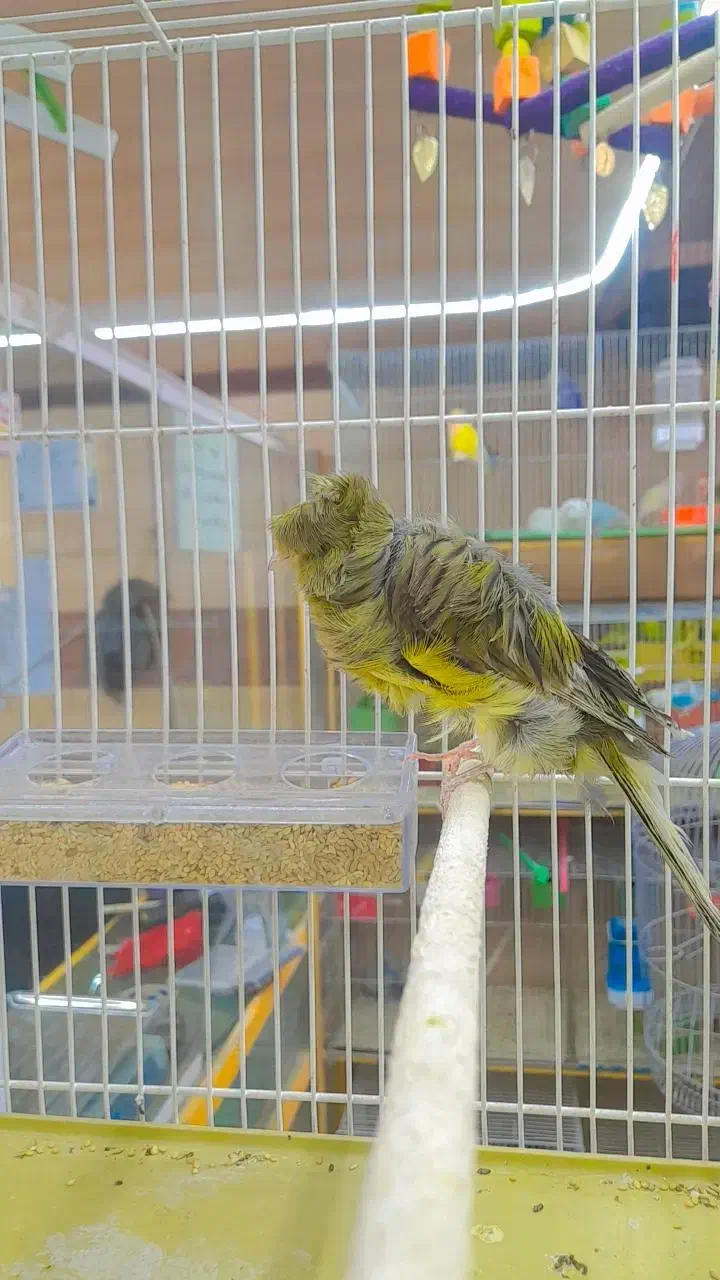 ۴قناری نر فر  ۵عالی مست بخون شلاقی|پرنده|طبس, |دیوار