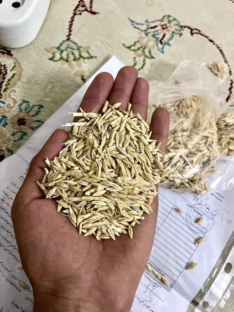 فروش جو پاییزه|خدمات باغبانی و درختکاری|سلطانیه, |دیوار