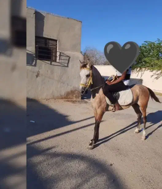 اسب|اسب و تجهیزات اسب‌سواری|قشم, |دیوار