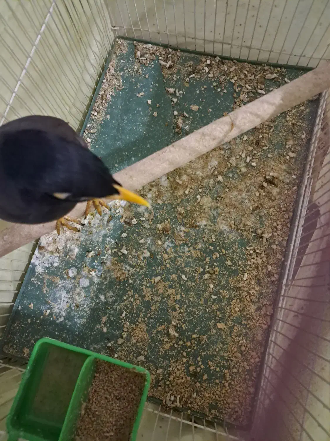 مرغ مینا|پرنده|کرج, باغستان|دیوار