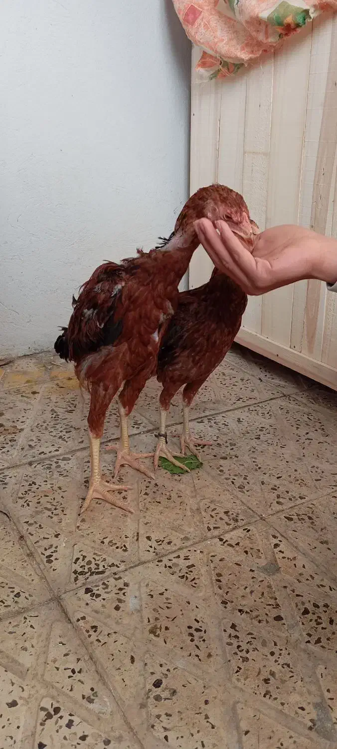 جوجه لاری|حیوانات مزرعه|ایلام, |دیوار