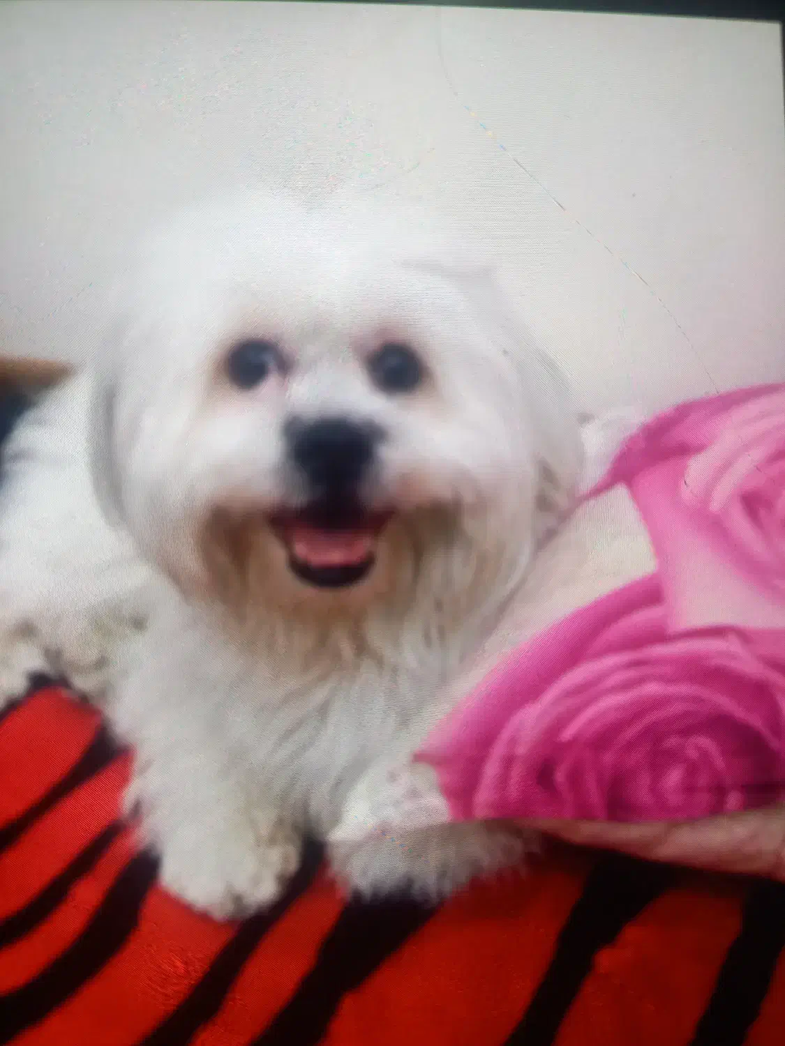 سگ شیتزو|سگ|تهران, تختی|دیوار