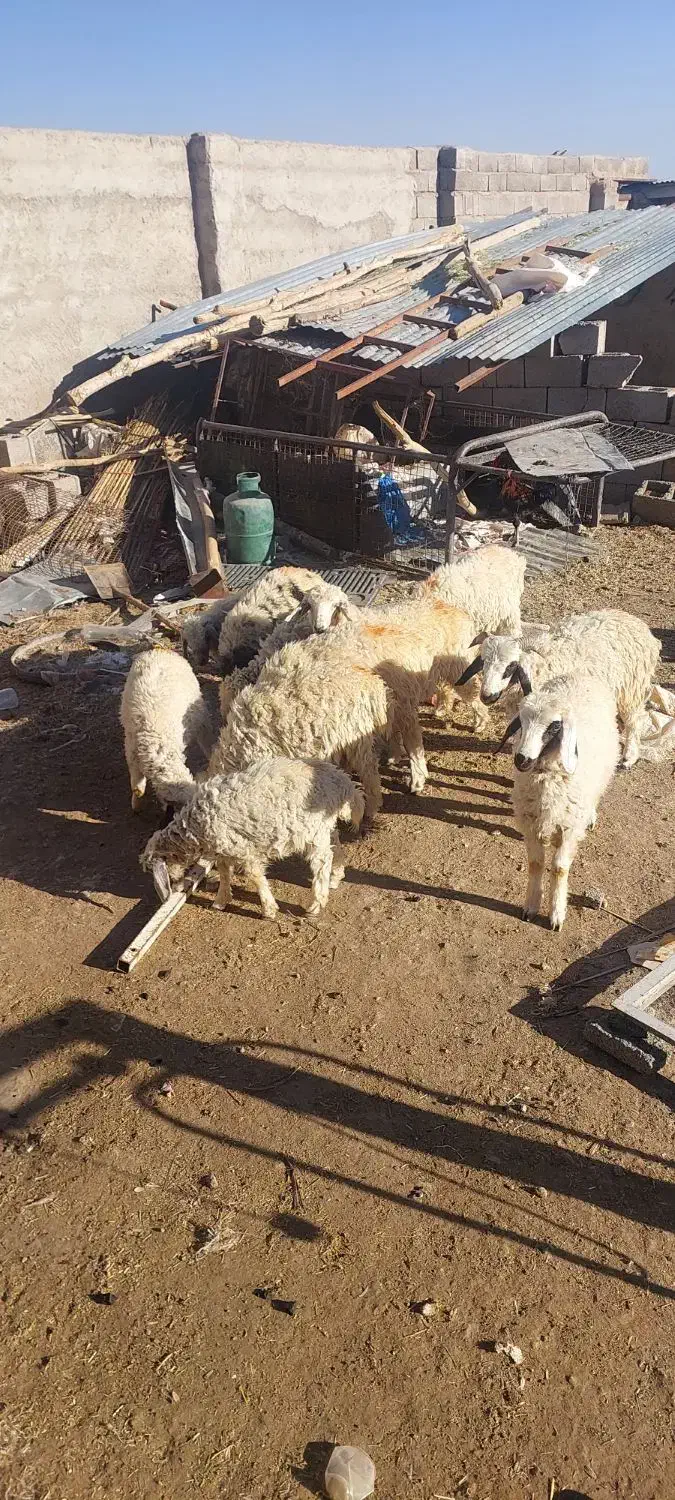 بره نر|حیوانات مزرعه|بافت, |دیوار