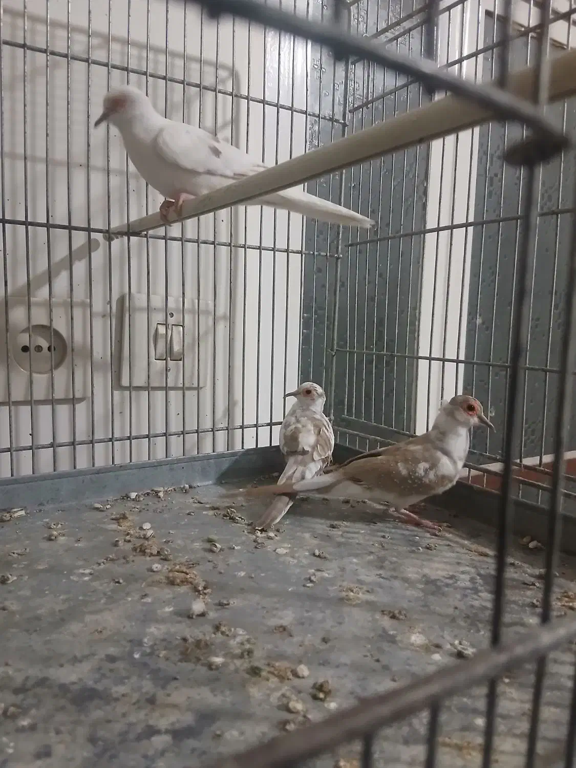 کبوتر آرام الماسی|پرنده|کاشان, کلنگه|دیوار