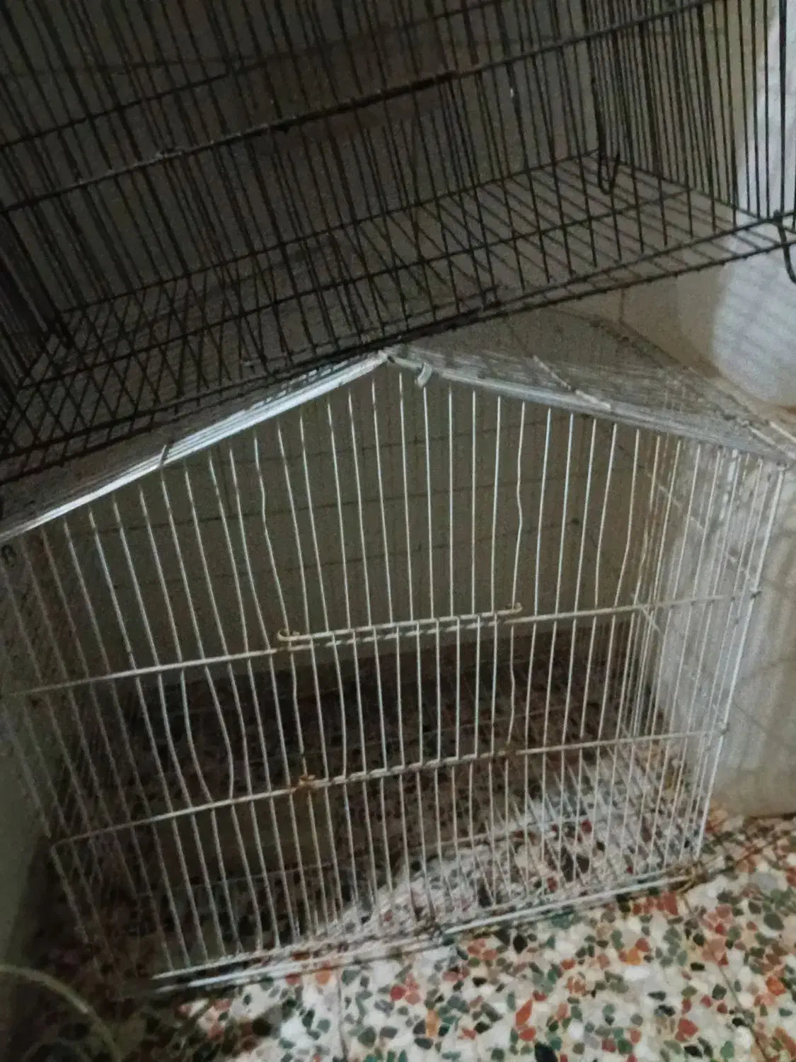 قفس پرنده|لوازم جانبی حیوانات|اندیمشک, |دیوار