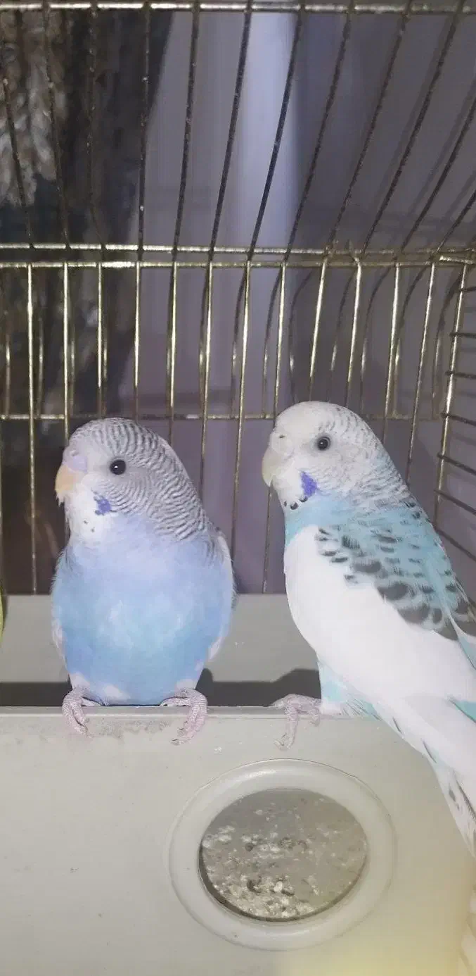 یک جفت مرغ عشق زیبا|پرنده|اسلامشهر, شهرک لاله|دیوار