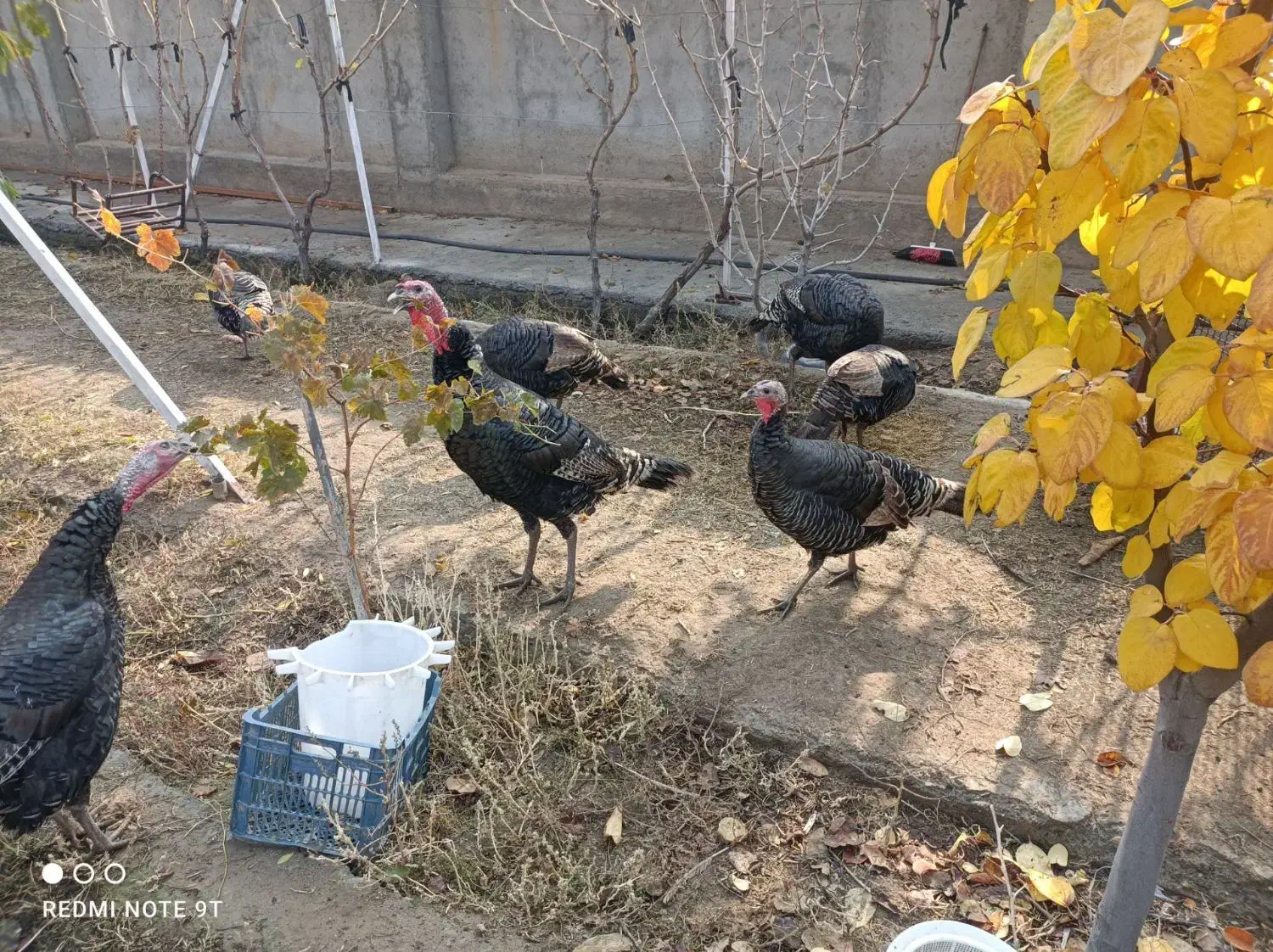 بوقلمون|حیوانات مزرعه|بناب, |دیوار