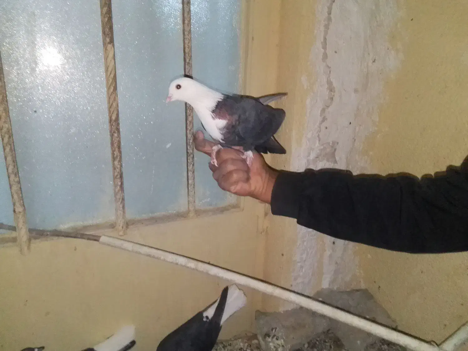کبوتر دم سفید کربلایی طوقی|پرنده|خاش, |دیوار
