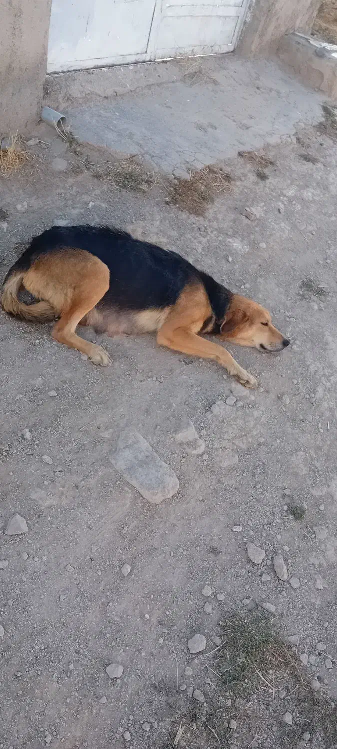 سگ قوچان|سگ|قوچان, |دیوار